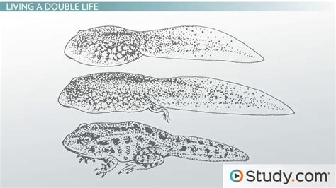 Tetrapods | Definition, Characteristics & Examples - Lesson | Study.com