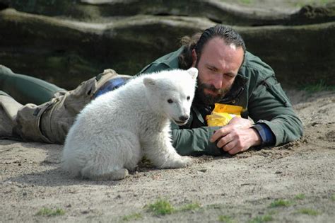 Cause of Polar Bear Knut's Death Found | Live Science