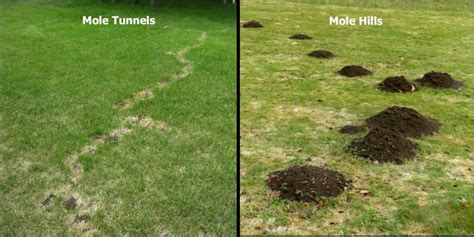 Mole and Vole Services| 4 Seasons Services Lawn Care | Pest Control