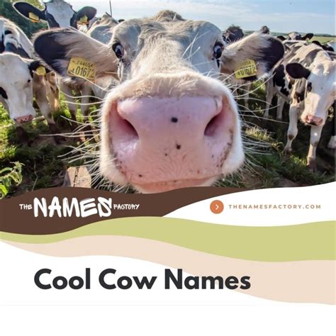 330+ Perfect Cow Names for Your Bovines