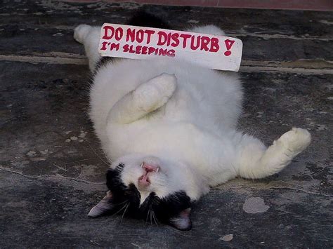 Do Not Disturb | Sleeping animals, Sleep funny, Crazy cats