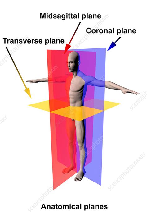 Anatomical Planes - Stock Image - C030/6848 - Science Photo Library