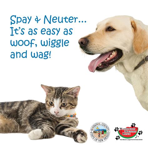 Benefits Of Spaying And Neutering Pets - Pets Retro