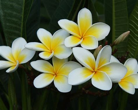 FRANGIPANI POMELIA Plumeria rubra | Piante, Fiori