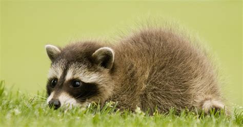 Baby raccoon exposes person to rabies in Greenville County