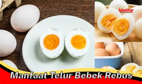 5 Manfaat Konsumsi Telur Bebek Rebus yang Jarang Diketahui - Biotifor