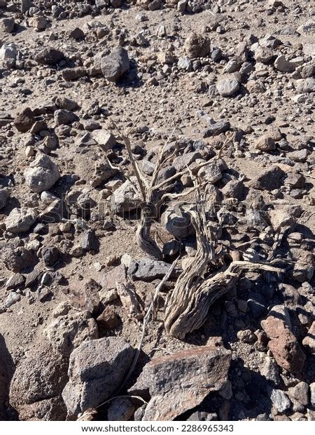 Death Valley National Park 2023 Stock Photo 2286965343 | Shutterstock