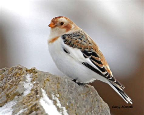 8″x10″ – Snow Bunting | Tamarack Wildlife Center