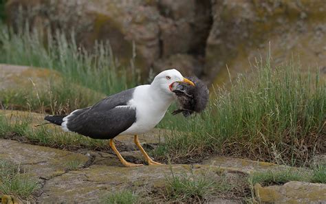 What’s Your Take? Gull/Baby Puffin Predation? Extensive Clean-up or Not Quite Enough? Digital ...