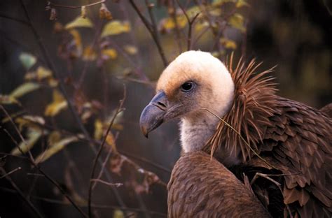 Wildlife in Asturias Natural Paradise - Where is Asturias