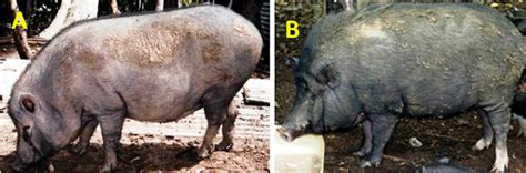 Nicobari pig a female, b male | Download Scientific Diagram