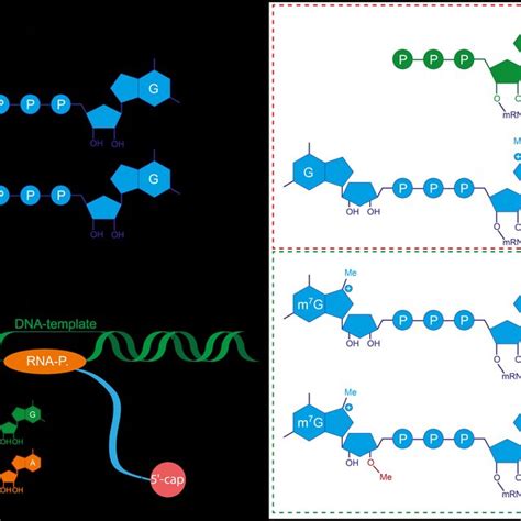 (PDF) Synthetic mRNA capping