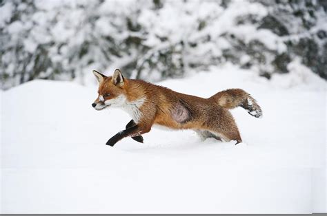 Red fox in snow Photograph by Science Photo Library - Fine Art America