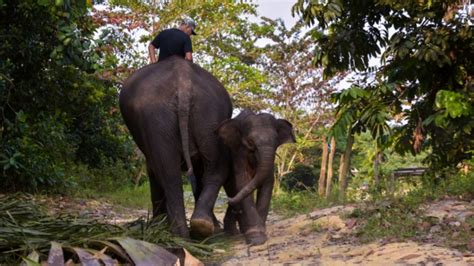 Foto Gajah Sumatera, Hewan Penjaga Ekosistem di Hutan | Halaman 3