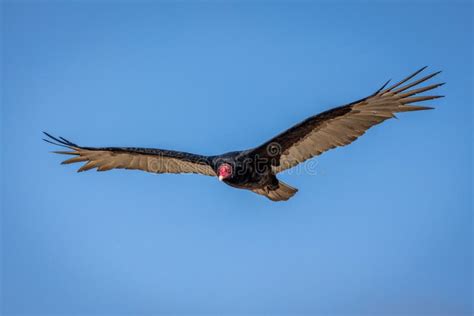 The California Condor Soaring through the Air with a Wingspan of 3 ...