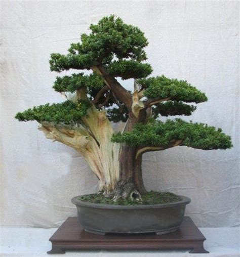 Japanese Yew Bonsai | Aneka Ragam Bentuk Bonsai