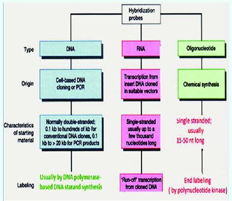 Hybridization of DNA and RNA. | Download Scientific Diagram