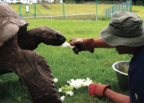 Oldest Animal Jonathan the Tortoise Is Going Strong at 183 | Live Science