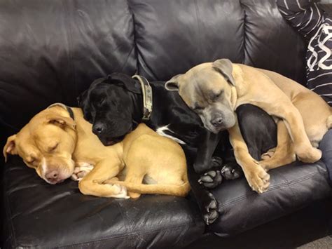 50 Times Dogs Managed To Fall Asleep In Awkwardly Funny Positions