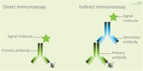 Secondary Antibody: Overview & Definition