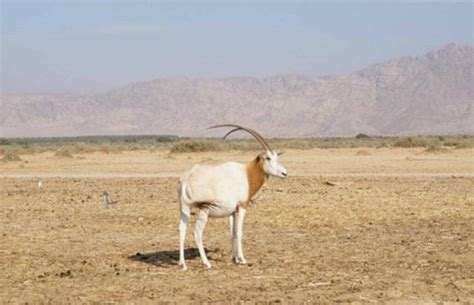 Volunteering in Israel – Living with Desert Wildlife!