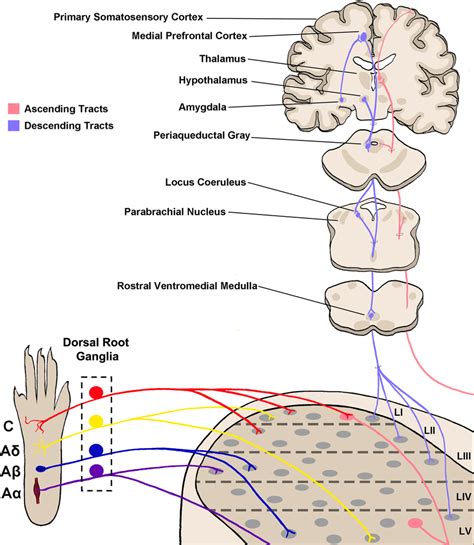 Somatosensory circuitry from the periphery to the brain. Somatosensory... | Download Scientific ...