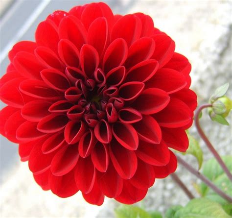 Tanaman Dahlia Merah - BibitBunga.com