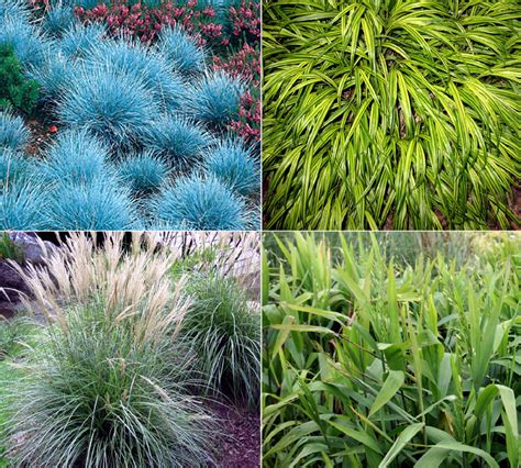 10 Garden Grasses for your landscape | Ornamental Grasses | Garden ...