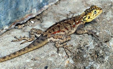 10 Amazing Facts about Lizards | Less Known Facts