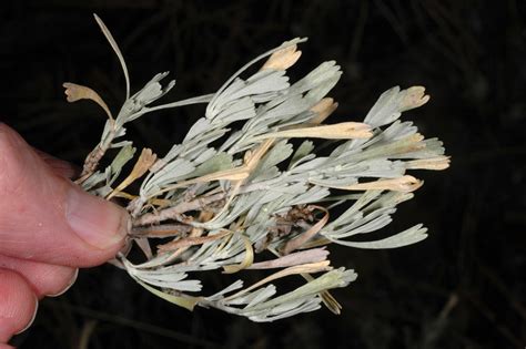 Artemisia tridentata (Asteraceae) image 114573 at PhytoImages.siu.edu