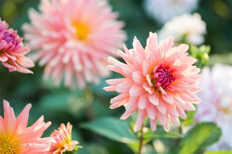 How To Grow And Care For Dahlias In Your Own Flower Garden - Green ...