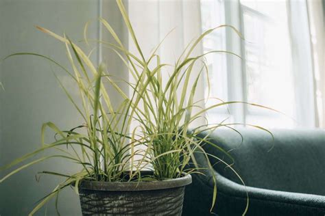 How to Grow Lemongrass Indoors | The Plant Guide