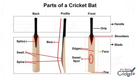 Understanding Cricket Bat Parts: A Beginner’s Guide - ItsOnlyCricket