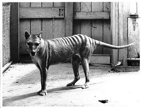 Tasmanian Tiger Facts | Tasmanian Tiger Habitat & Diet