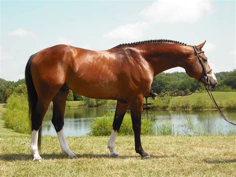 Dutch Warmblood Horse Info, Origin, History, Pictures