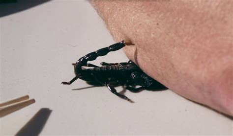 5 things you may not know about an emperor scorpion – PB Animal Adventures