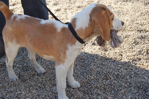 canined light brown white beagle puppy square park dog pic… | Flickr