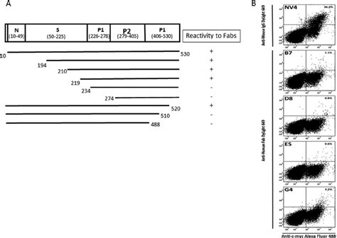 Epitope mapping. (A) Summary of epitope mapping of anti-NV Fabs B7, D8,... | Download Scientific ...