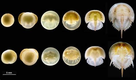 Horseshoe crab, egg development and larvae. The two columns of images ...