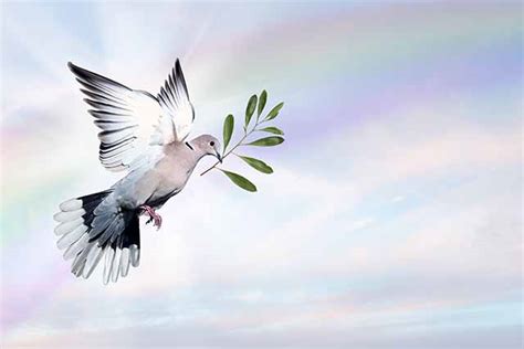 Dove of Peace - Daily Prayer