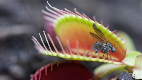 La Venus atrapamoscas no se come los insectos polinizadores