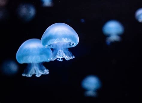 Close up of Jellyfish · Free Stock Photo