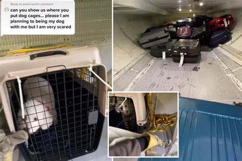 Can You Transport Dogs On Airplanes - Transport Informations Lane