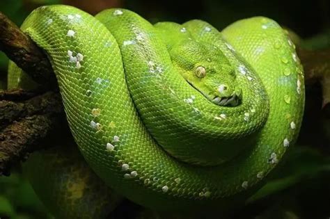 Green Tree Python Care Sheet | Reptiles' Cove