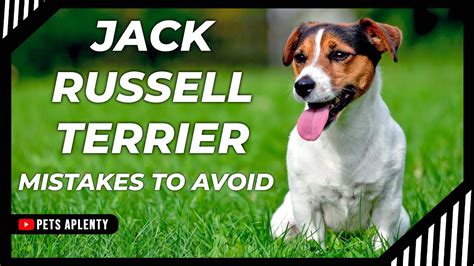 JACK RUSSELL TERRIER: MISTAKES TO AVOID | JACK RUSSELL TRAINING TIPS ...