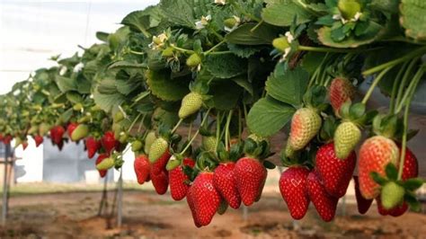 Cómo germinar semillas de frutilla: los mejores trucos