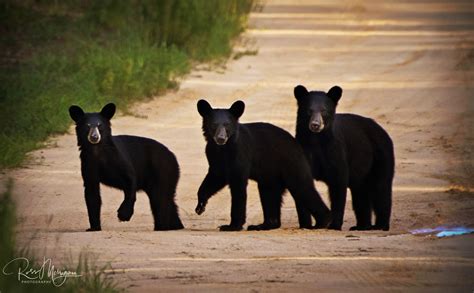 Florida Wildlife Corridor — Conservation Florida