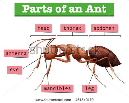 Ant Body Parts Labeled