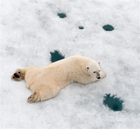 Polar bear’s main prey is the ringed seal. They usually hunt ringed seals by waiting for the ...