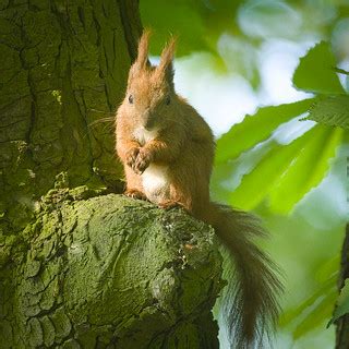 Red squirrel | Red squirrel (Scuirus vulgaris) male perched … | Flickr